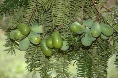  【这一种】这种3年才会结果的植物，是一种坚果零食，如今市面上