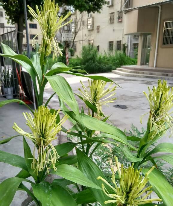 『十足』3种普通花,养花高手才能养开花,开花仙气十足,福气自然来