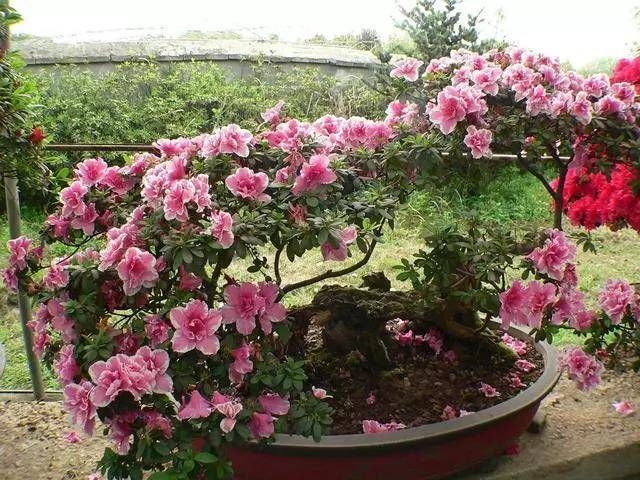  「养护杜鹃花」小院的杜鹃花开了，花园一角真漂亮，杜鹃花养护，分享一下