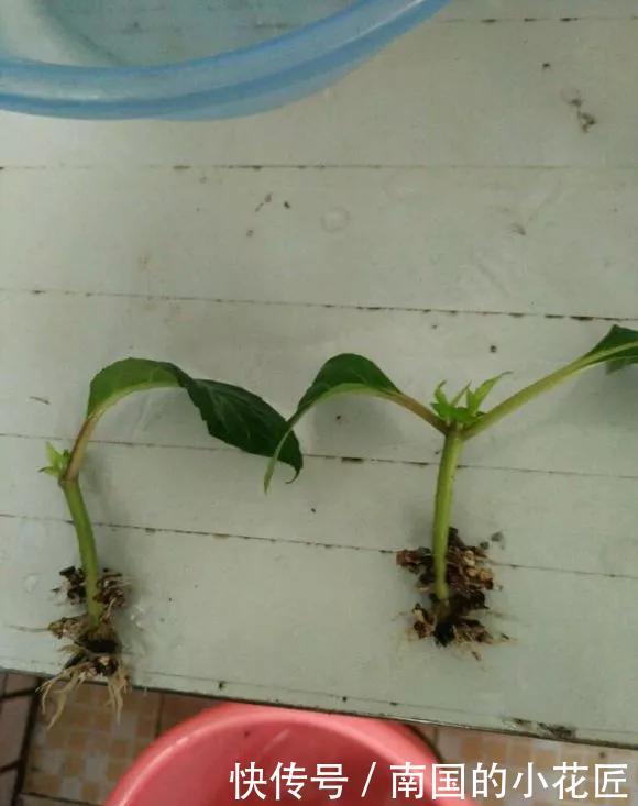  【花钱买】3种花太贵，不用花钱买，剪3根枝插土里，2周能生根！