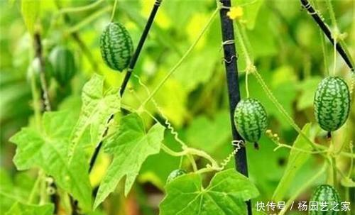  个头：一种迷你西瓜个头小，口感爽脆一口一个，养在阳台周期短，可种！