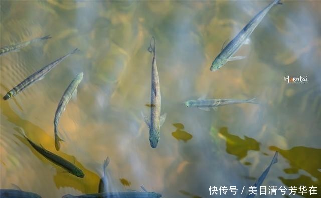 江苏有种名蟹全是“运动员”,用特殊工具捕捞,生长环境优质