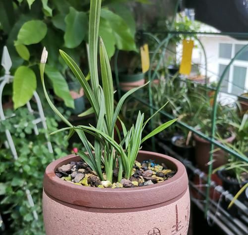  『把握』新手养兰花，把握几个关键点，兰花不黄叶烂根易出水晶头