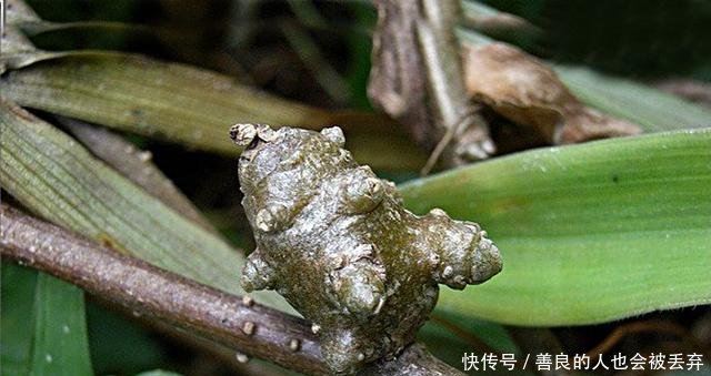 它是东南亚一大害草，入侵我国后成农民的“摇钱树”，亩入5万元