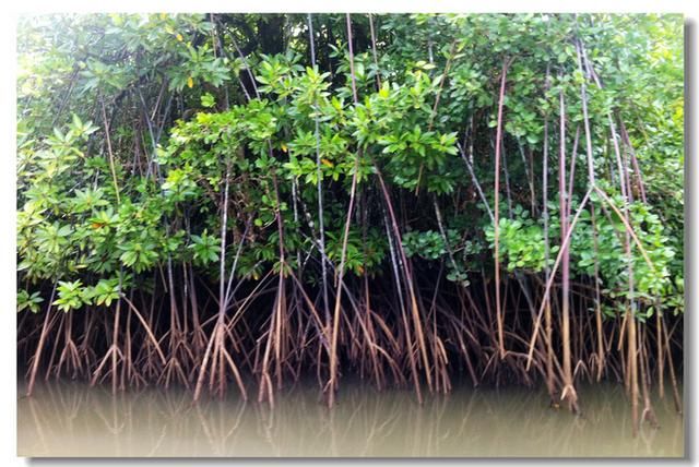 神奇的帕劳红树林，因水下藏着这个肉食动物不能轻易下水
