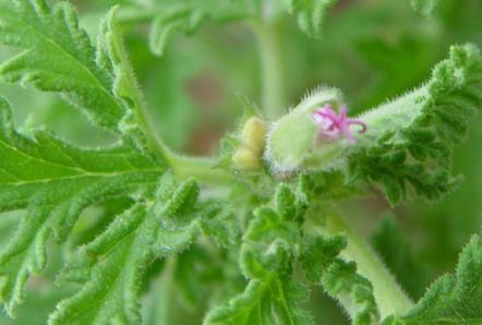  #驱蚊草#珍品山茶花“六角大红”，花大色艳，娇艳美丽，实属养花首选