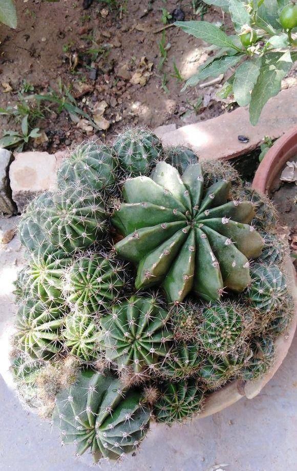  [仙人球开花]仙人球喂点“羊屎豆”，360度开花，下了10个蛋，盆盆饱满可爱