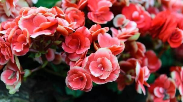  「小量」此花魅力十足，花比硬币小量达三百朵，爱的人越来越多，寓意特好