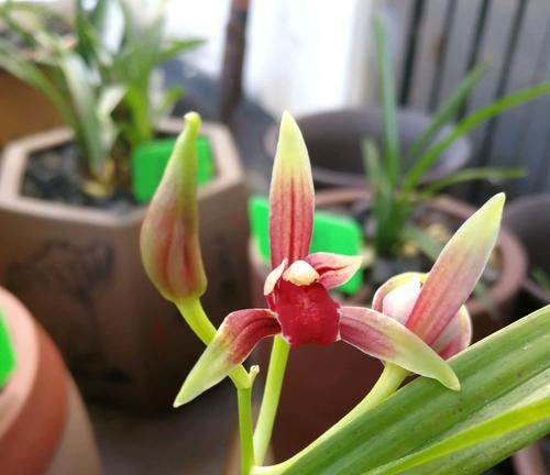  『对症下药』兰花焦尖的6大原因，搞清楚了好对症下药，兰花焦尖不用怕