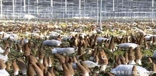  野生资源：人称“陆地鱼”，野生已不多见，600元一斤，没见几个