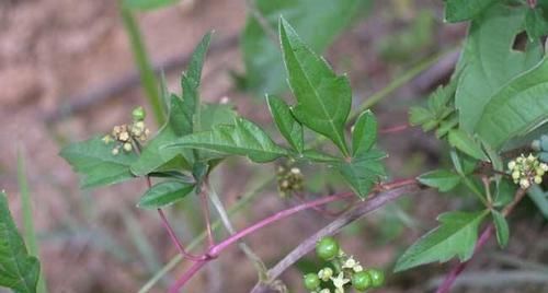  『农村』农村这种植物酷似红薯，人称“野红薯”，根可入药目前价值不菲