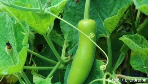  亩地能@农民种植一种蔬菜，批发价每斤0.5元，3亩地能赚多少钱？