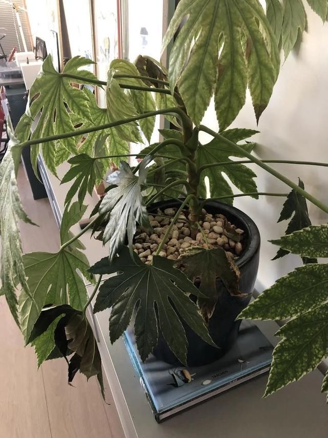  『植是』在树荫下养着仍能开花的八角金盘，养成室内观叶绿植是不错的选择