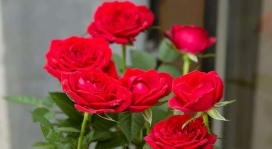  『百合花』3种切花养在家，花朵硕大花期长，一盆开花100朵，天天能赏漂亮花