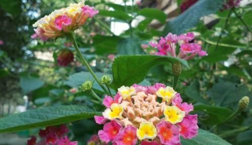  变色■你见过会变色的花卉吗？这些花为什么会变色呢？合理解释一览