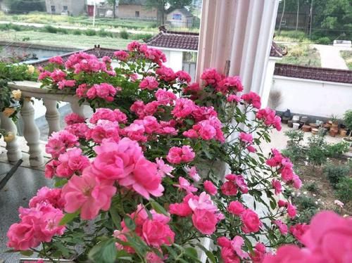  香雪球■喜欢菊花，就养盆“菊中精品”丹桂飘香，幽香袭人，沁人心脾