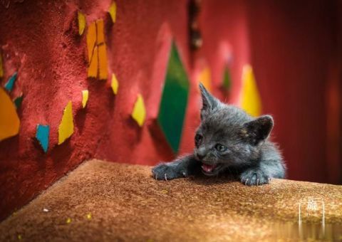 硬生生被成为黑人的北美国家：满街黑人行走，原住民曾是黄种人