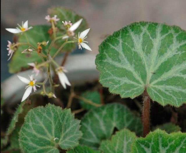 『植物』野外有种植物叫虎耳草,它的内在价值很高,收集回来可以卖好价钱