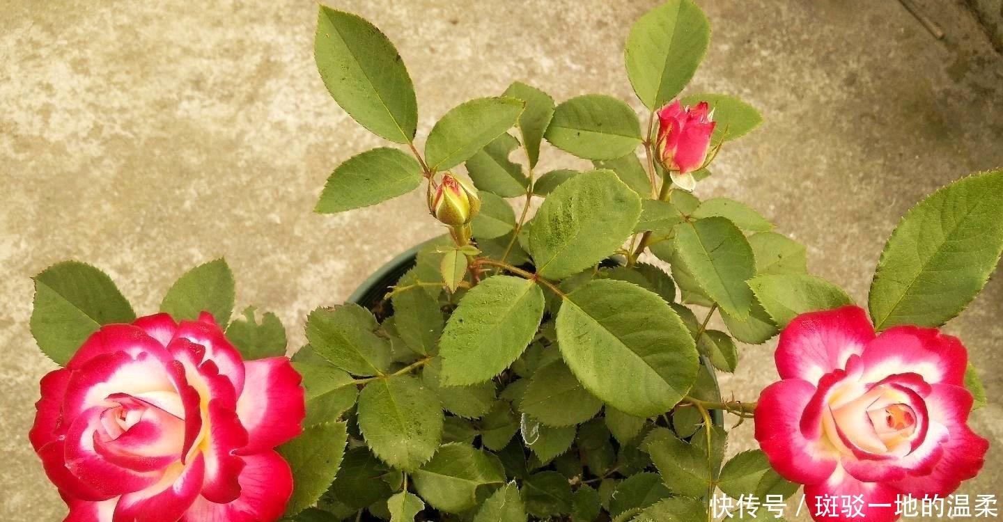  #值得#一年四季开花,美丽若玫瑰,好养易活,这款盆栽绿植,很值得栽培
