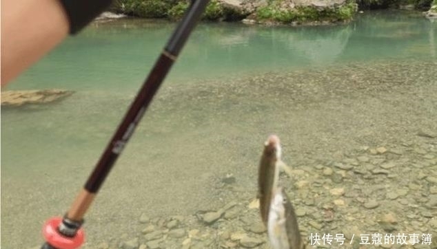 鱼鳞■世界上最古老的鱼类,深山老林才有,鱼鳞好吃,鱼肉自带香味