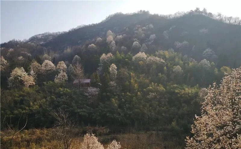 3月,低调六安意外爆红!一组照片,全国人民都被美哭了!【2020热门旅游景点】