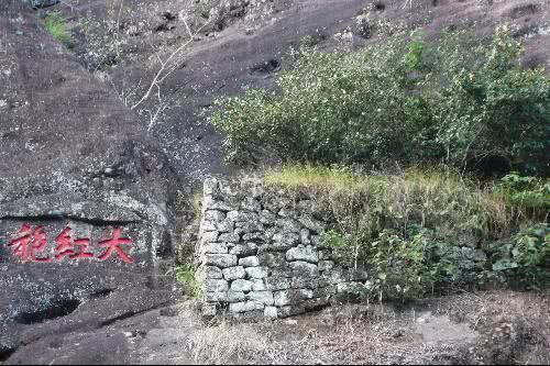 全球最珍贵的五种树,价值非凡,其中猴面包树是沙漠中的大水库