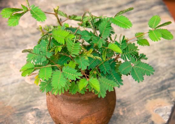  【美丽的花】在家里养的含羞草会开花吗？注意养护的事项，你就可以做到