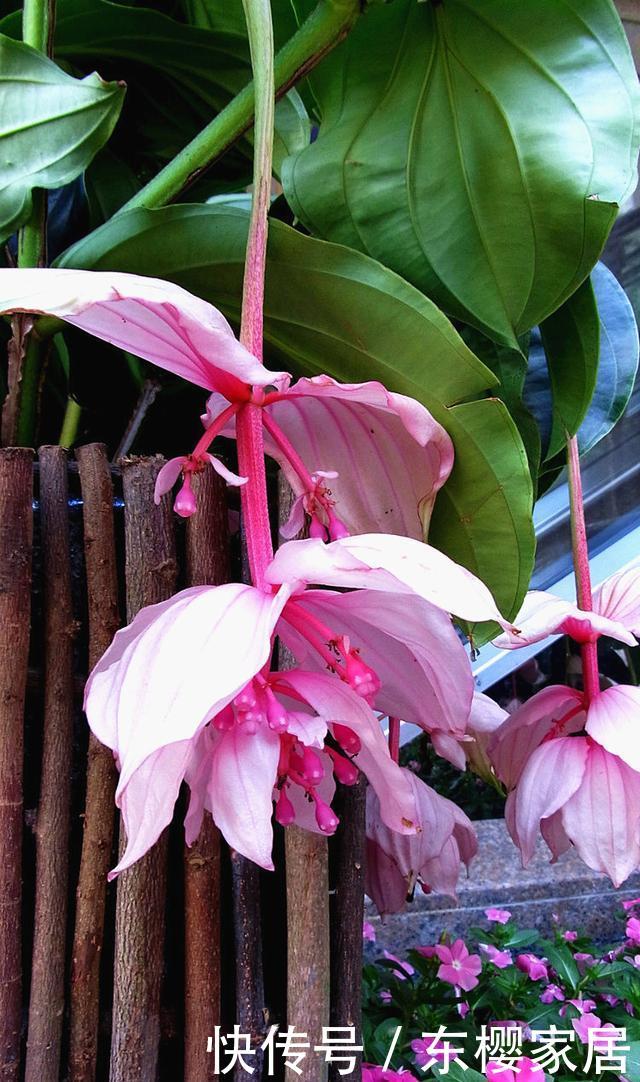  『彩色』“灯笼花”怎么养，注重4点技巧，花色鲜艳如彩色“灯笼”高高挂