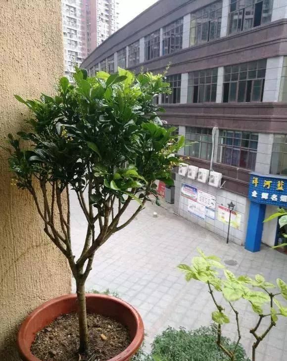  『过程中』茉莉徒长不开花？怎么做花朵开到炸