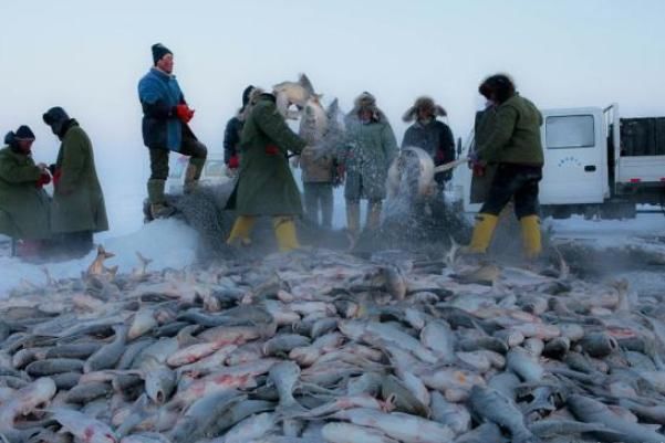 查干湖的鱼为何“越捞越多”？游客哀声怨道，渔民道出真情