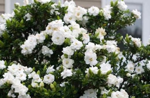 【栀子花】养殖栀子花该如何繁殖?水培扦插3步走,可保早日生根发芽