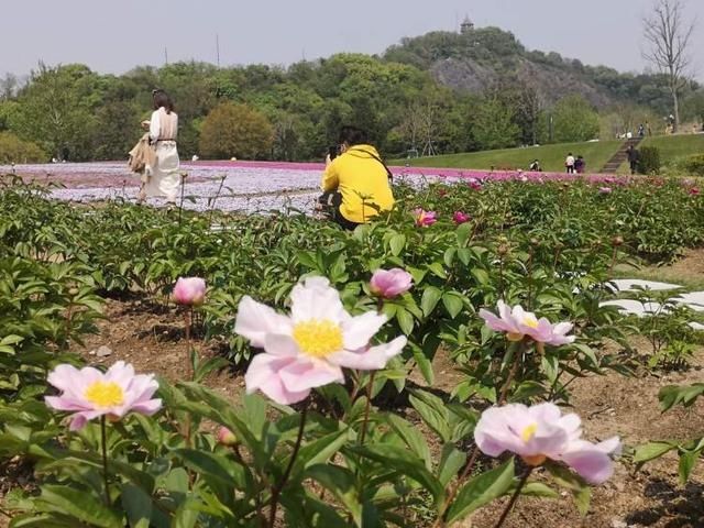 「旋律」接棒牡丹,芍药在辰山植物园奏响爱的旋律