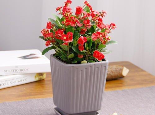 『虎皮兰』养这10种花,再喜欢也别多浇水,少浇水,不管它,反而花更多