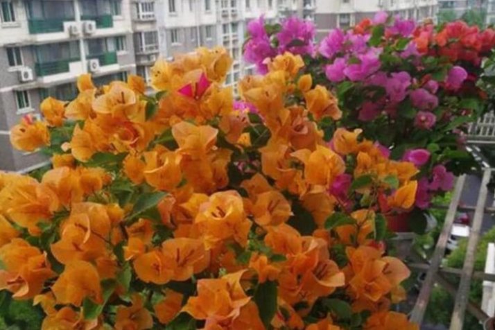  #花期#这“3种”花,养阳台上,漂亮又好养,一年四季“花开不断”
