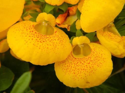 『富贵』喜欢养花,不如养盆荷包花,花开似荷包,寓意富贵吉祥,艳丽多姿