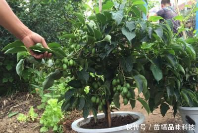 「蜂蜜」阳台也能种果树,1种果树养2棵,一棵能结好多果,味道比蜂蜜甜