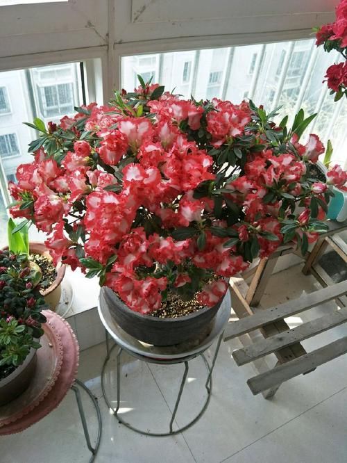 『喜欢』喜欢菊花,不如养这四款花,生根猛,长得快,爆盆很简单!