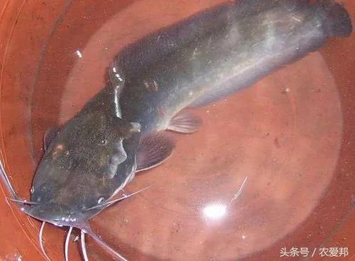 农村河里常见几种野味，基本上看不到了，全吃过的请举一下手