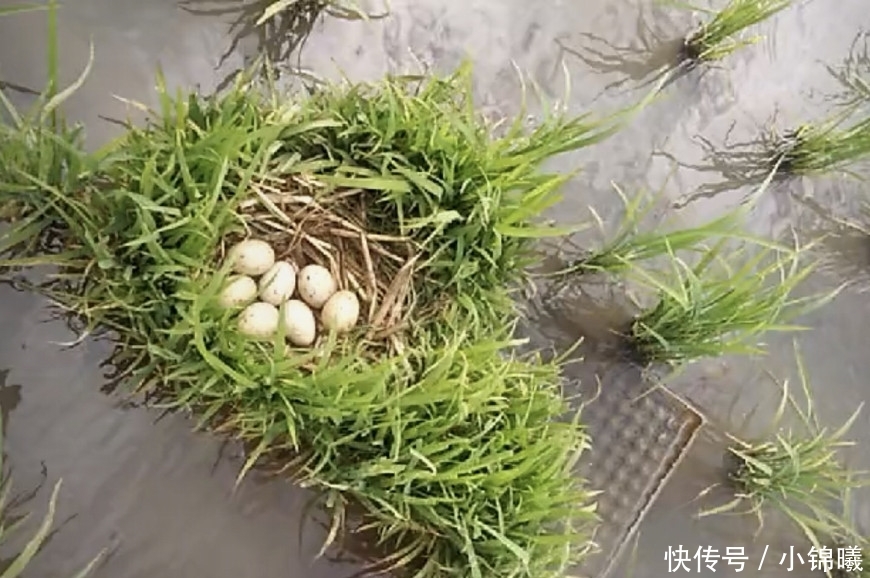 稻田发现一窝“野鸭蛋”，农民调侃：这么粗心的鸭子还是第一次见