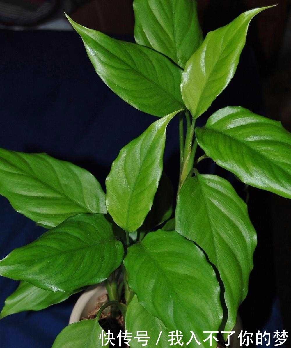 万年青|没想到广东万年青还有这么多个品种，被称为最好养的植物之一