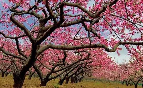 阳春三月,群芳争艳!来看西安这些“花花世界”的最佳踏春赏花指南
