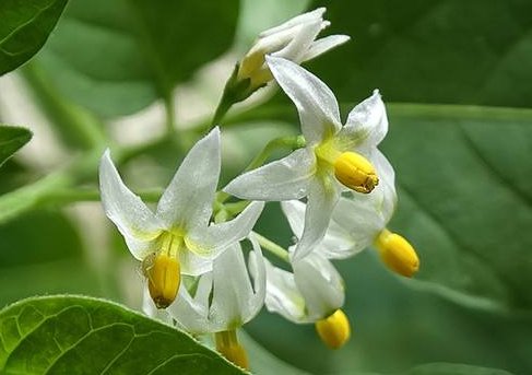 养花@养花就养“清幽”的,花开纯白似雪,花姿卓越,全年开花不断,美