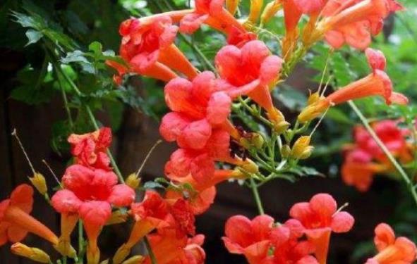「妖娆」喜欢在家中养护花卉,5种花卉漂亮妖娆,开花量繁多,花色艳,美