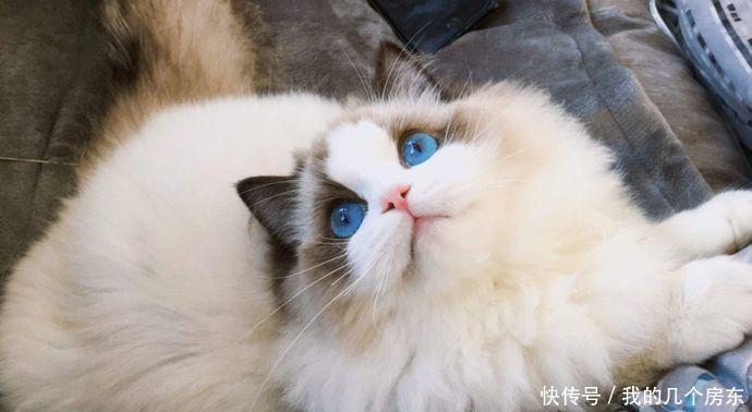 『价格』和这些猫比起来,布偶猫的价格,可真是亲民啊