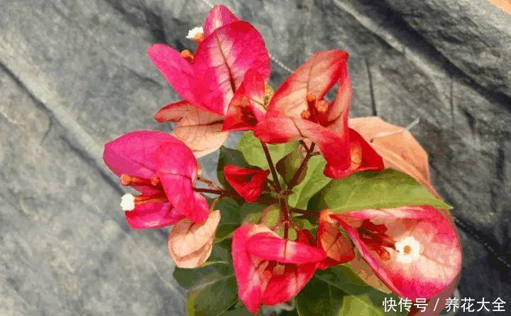 这3种花，家里要是有1棵，给多少钱都不卖！