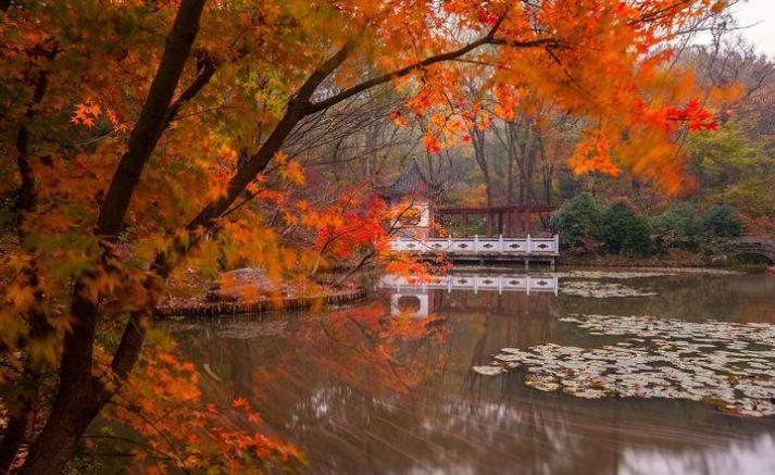 高铁1.5h直达中国最佳赏枫地, 它的红叶季美似日本京都