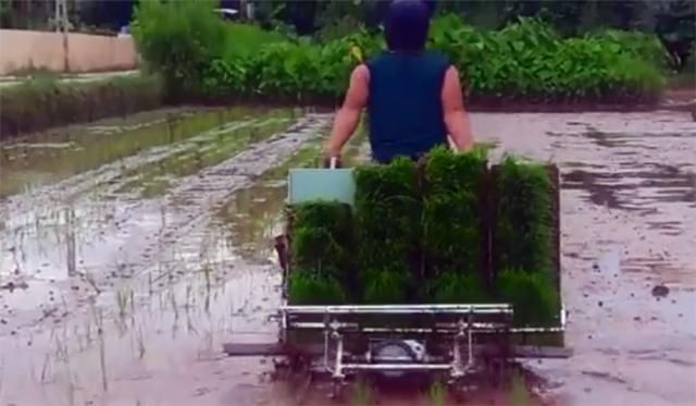  【小伙】中国19岁小伙发明“牛拉式”插秧机,效率是人工8倍,300