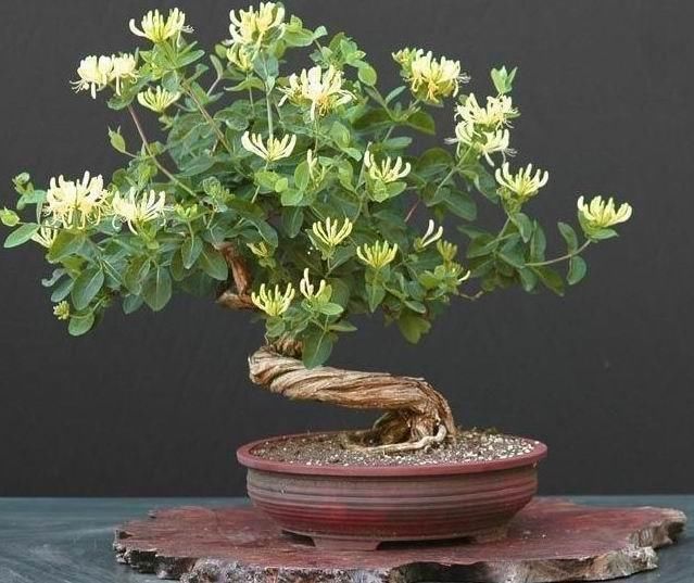  花盆：盆栽金银花，皮实好养根系壮，挖一棵做盆景，苍劲古朴花满盆