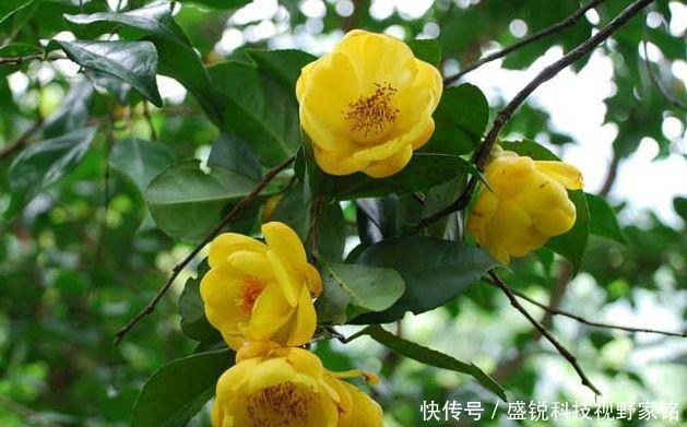  扦插■养花不仅是消遣还能赚钱植物界的大熊猫，金花茶的扦插和养护！
