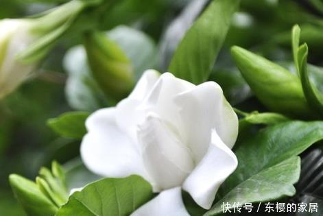 爆满|这三种花最喜欢喝水,越浇长的越旺,轻松养到爆满盆